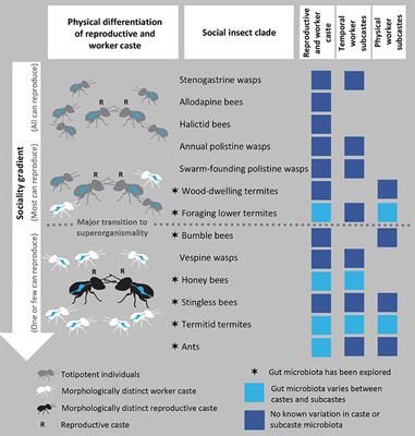 Synergies Between Division of Labor and Gut Microbiomes of Social Insects